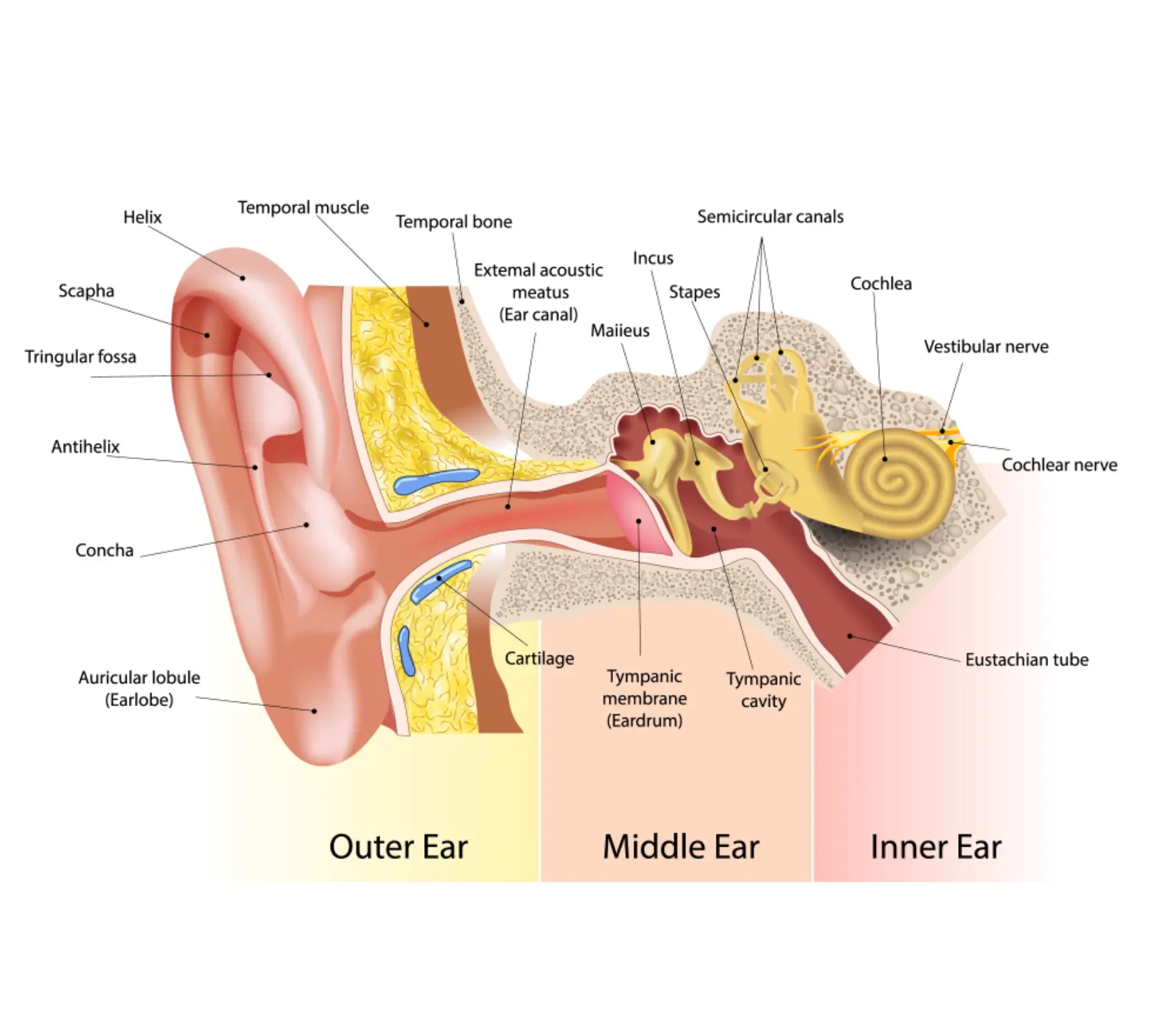 How do We Hear Sound? | Parts of the Ear - Quality Hearing Care